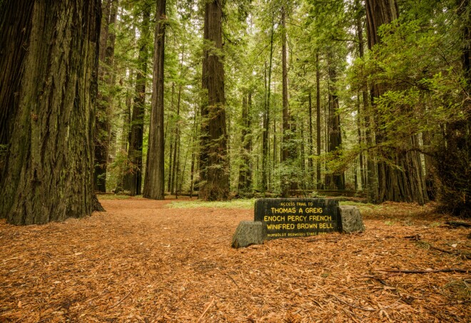 The Avenue of the Giants 